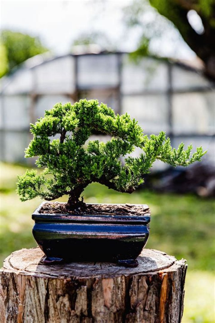 How long do juniper bonsai trees live