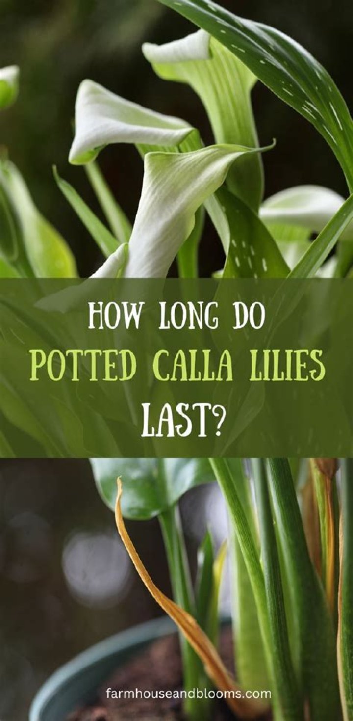 How long do Lilies last in a garden