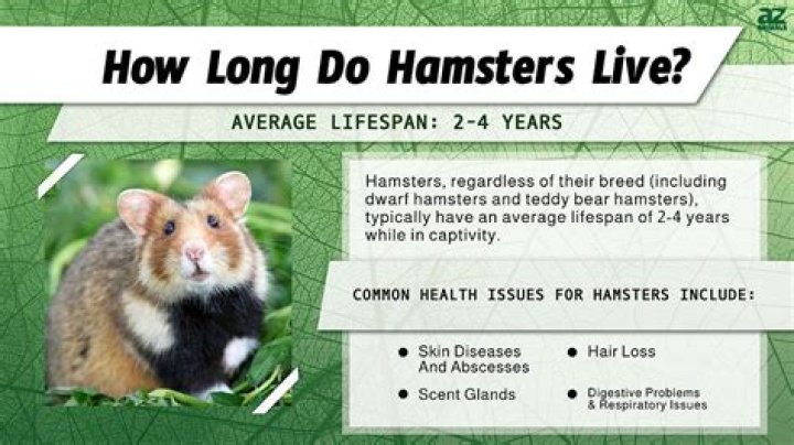 How long do roborovski hamsters live for