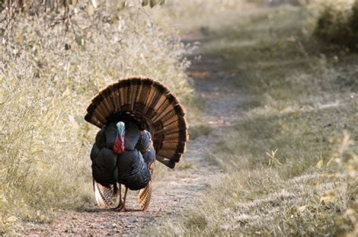 How long do turkeys live before slaughter