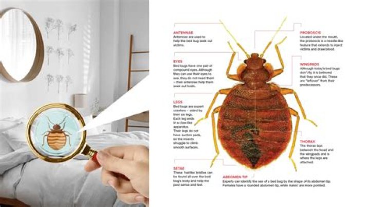 How long do you have to heat your house to kill bed bugs