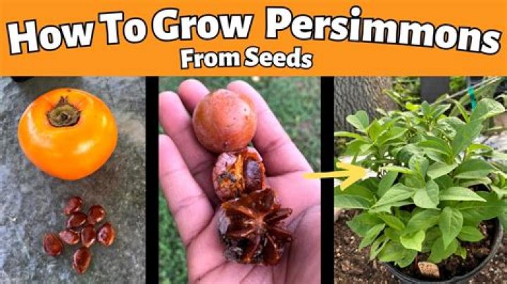 How long does it take for a persimmon tree to produce