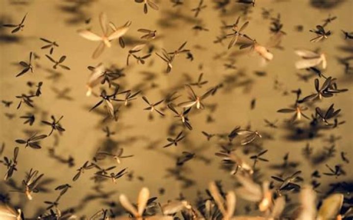 How long does it take for diatomaceous earth to kill gnats