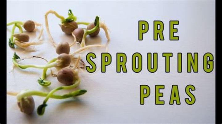 How long does it take to germinate sweet peas