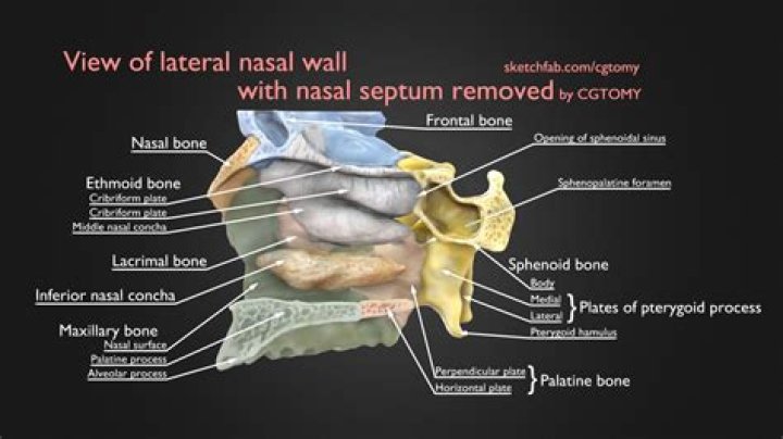 How many bones are in the nasal septum