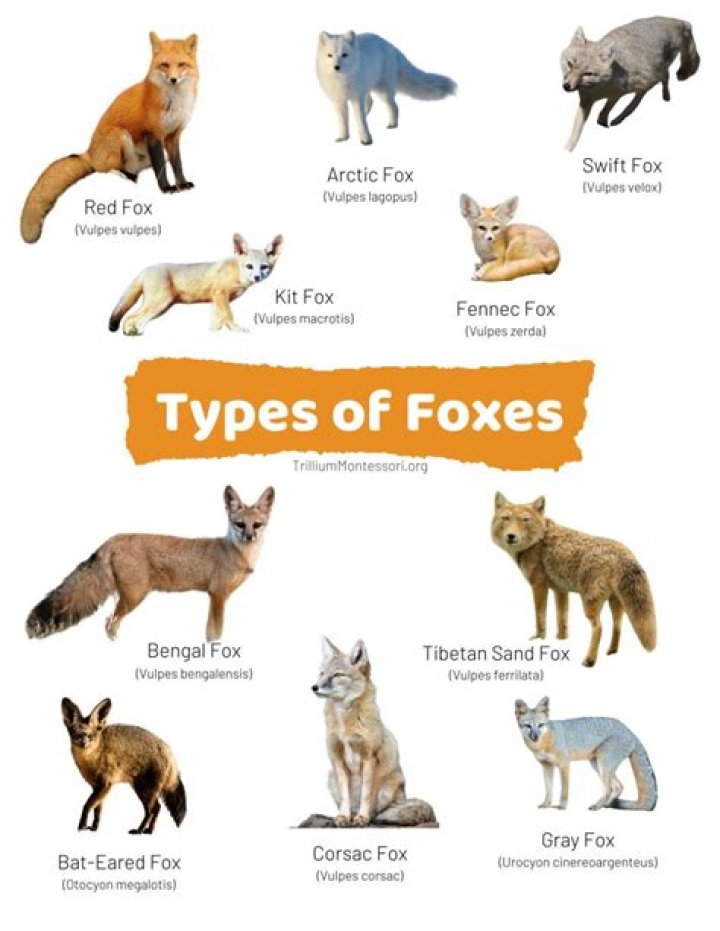 How many foxes does it take to make a coat?