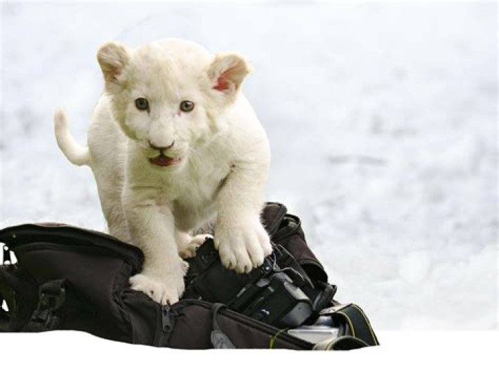 How many lion cubs are in a litter