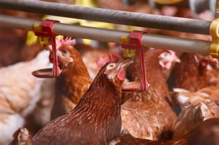 How much Corid do you give a chicken