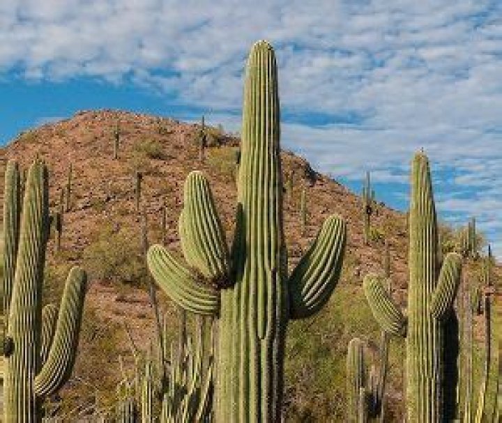 How Much Does A Cactus Cost