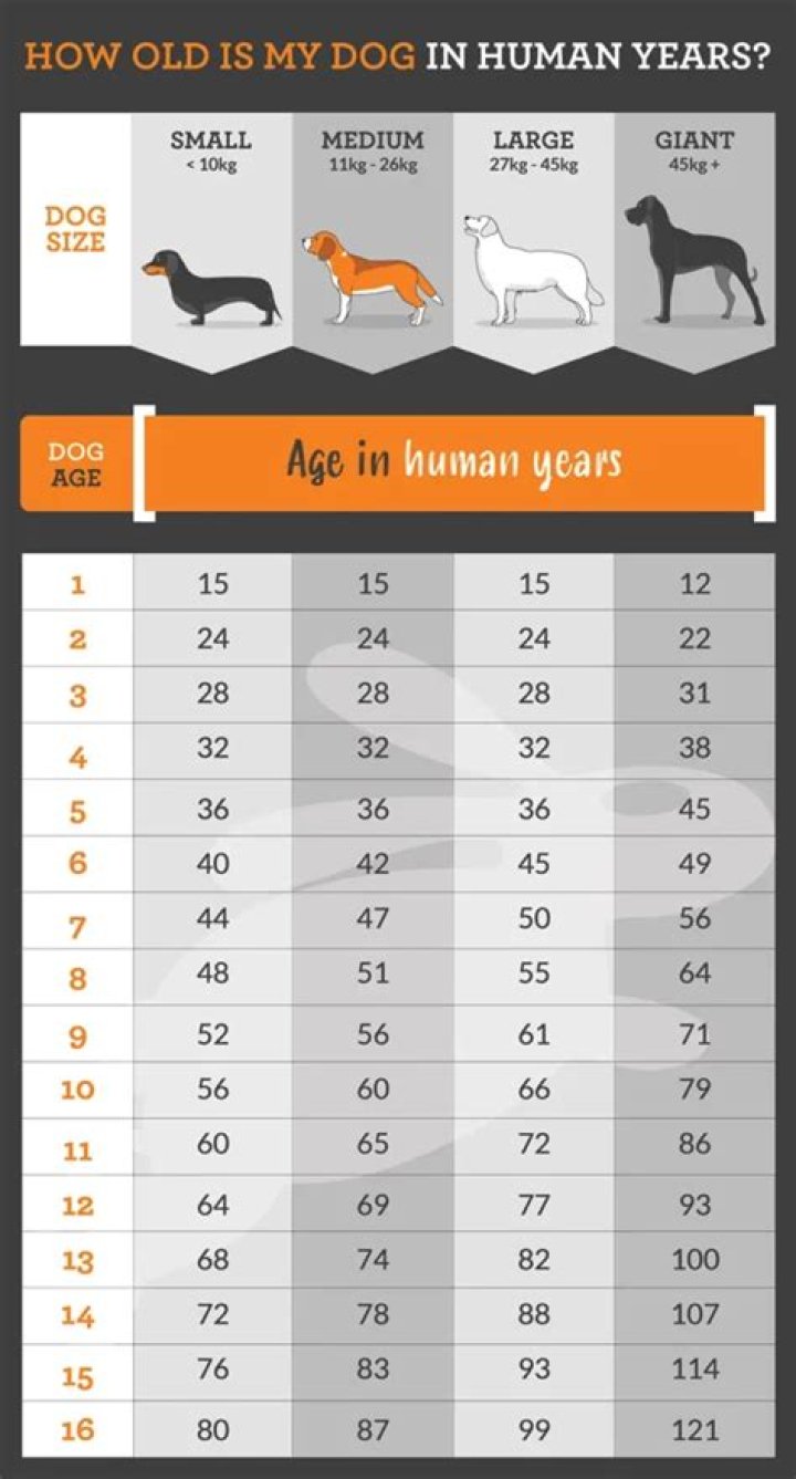 How Much Is 13 Human Years In Dog Years