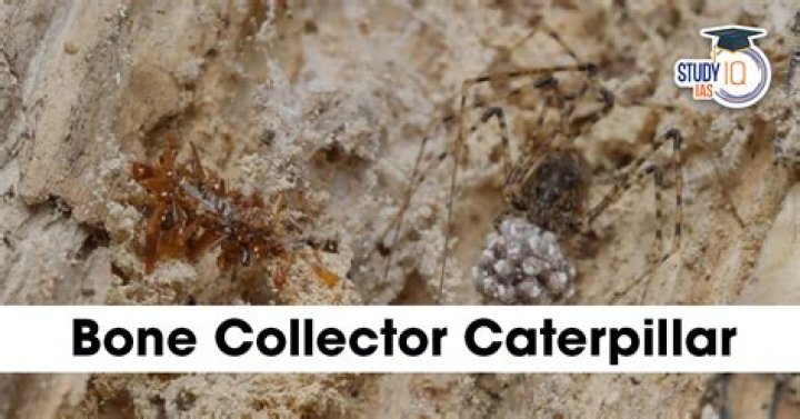 How much is the bone collector worth