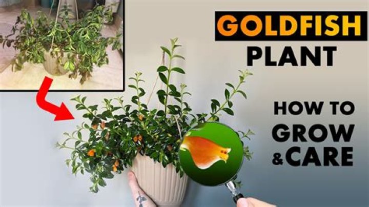 How much light does a goldfish plant need