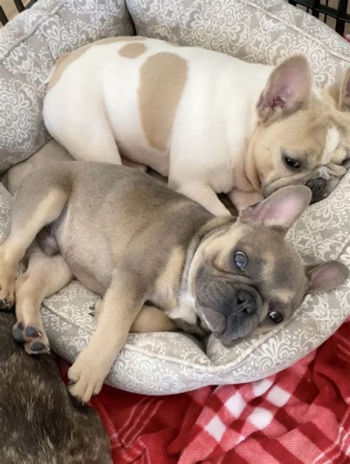 How often can you bathe a Frenchie puppy