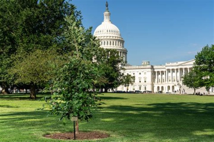 How old was the senator tree