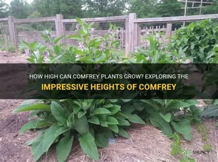 How tall does comfrey grow