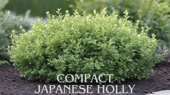 How tall does Japanese holly get