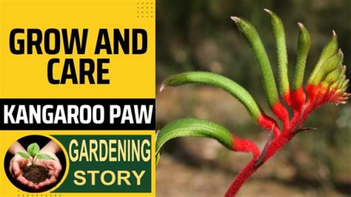How tall does kangaroo paw grow