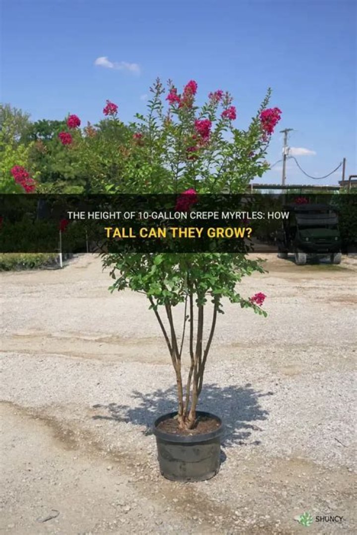 How tall will a crepe myrtle grow