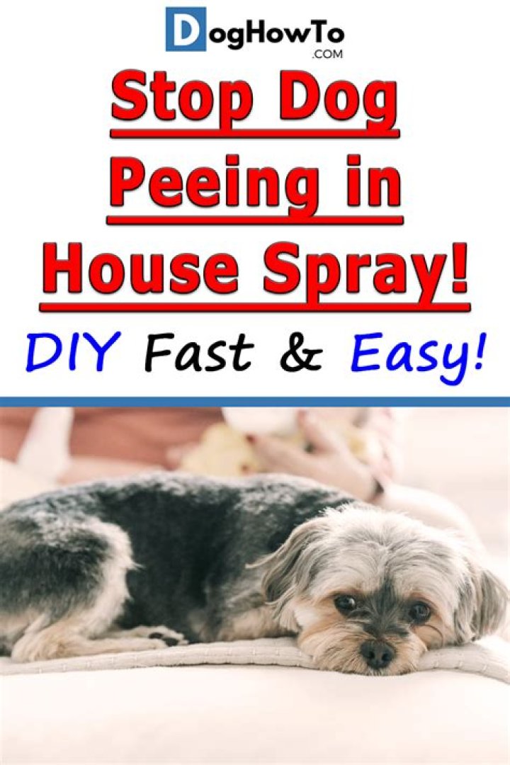 How To Get Dogs In Adorable Home
