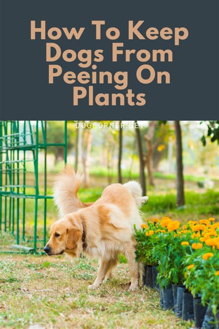 How To Keep Dogs From Peeing On Plants Outside