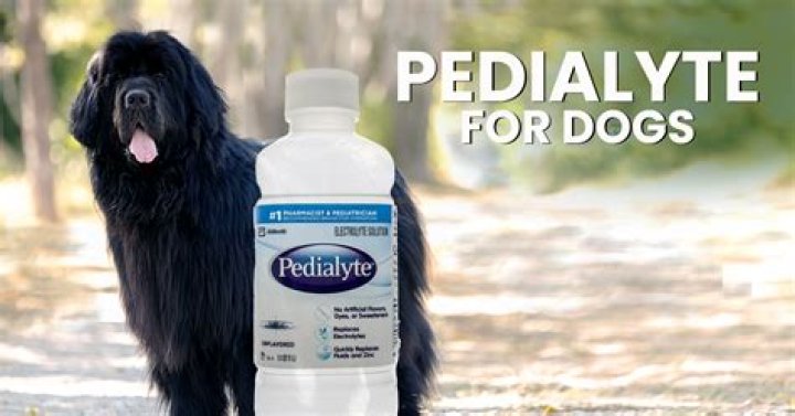 How To Make Pedialyte For Dogs