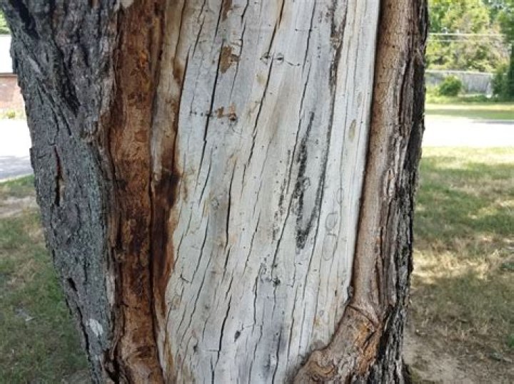 How To Repair Stripped Tree Bark