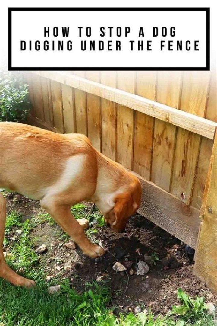 How To Stop Dogs Peeing On Garden Furniture
