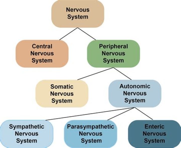 How would an injury in the central nervous system affect the peripheral nervous system