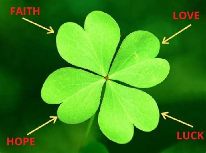 Is a 4 leaf clover a flower