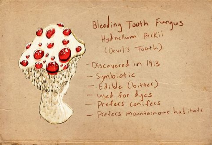 Is Bleeding tooth fungus poisonous