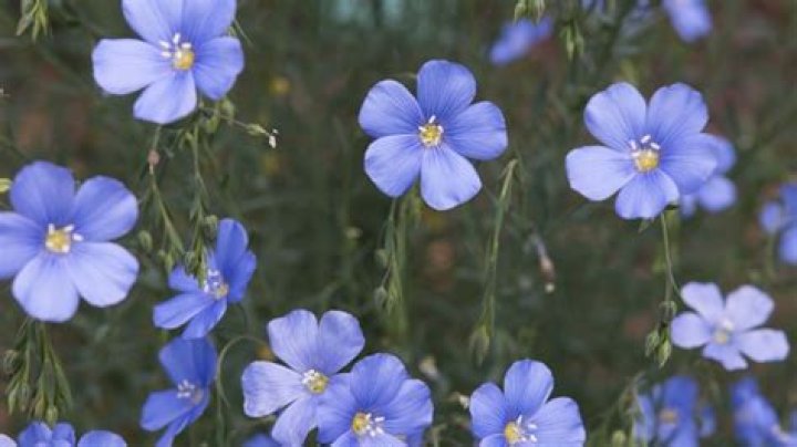 Is blue flax invasive