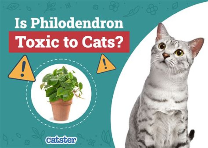 Is Croton poisonous to cats