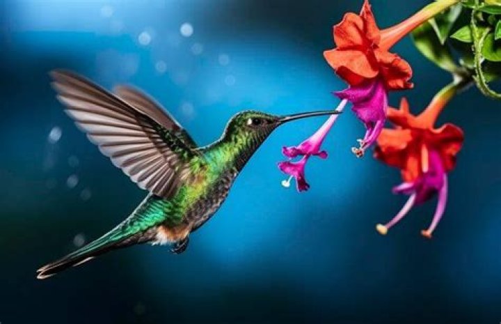 Is Hummingbird a bird