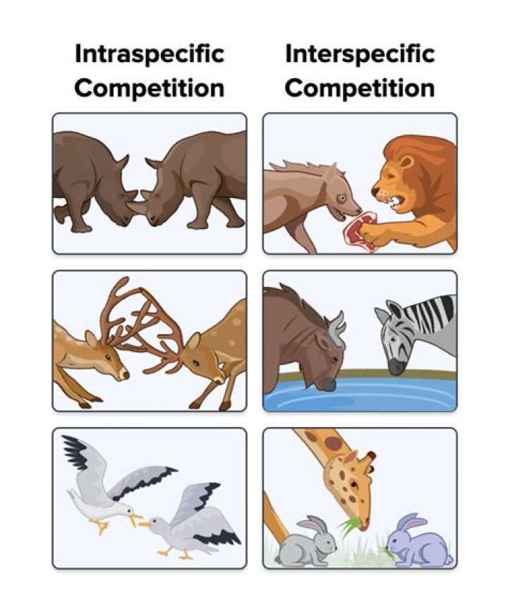 Is interspecific competition stronger or weaker than intraspecific competition