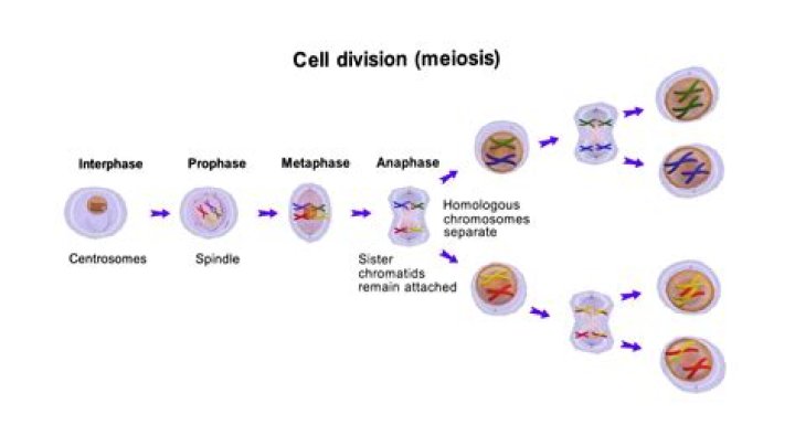 Is meiosis nuclear division