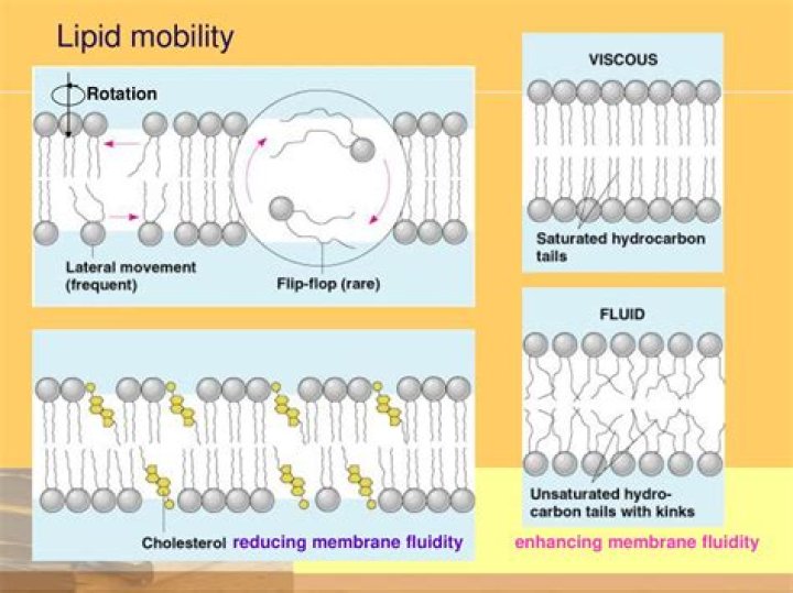 Is molecular movement necessary for life