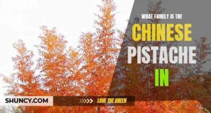 Is my Chinese pistache dying