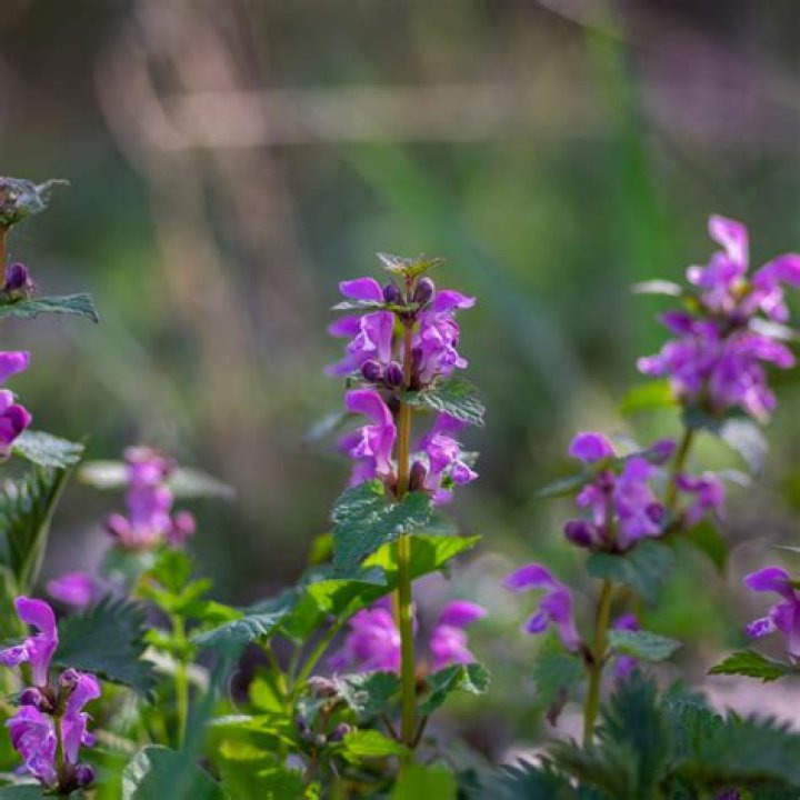 Is purple dead nettle poisonous to dogs