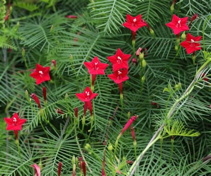 Is red cypress vine a perennial
