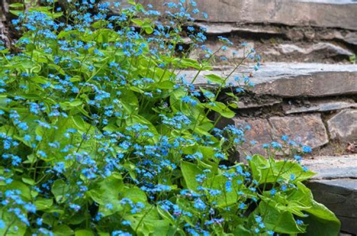 Is Siberian bugloss invasive