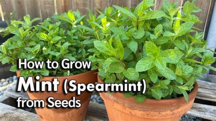 Is spearmint plant the same as mint