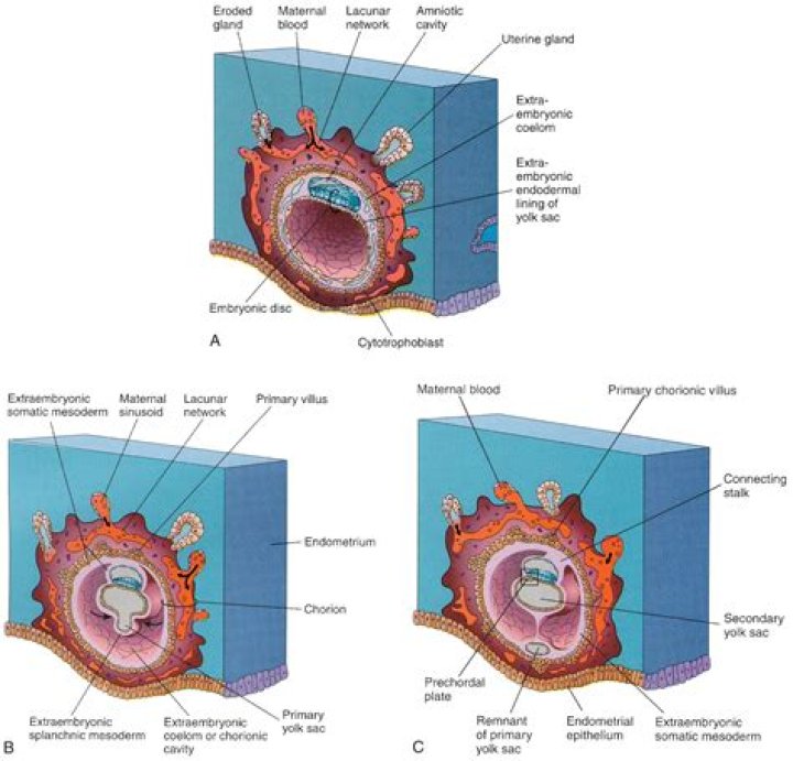 Is the yolk sac the embryo