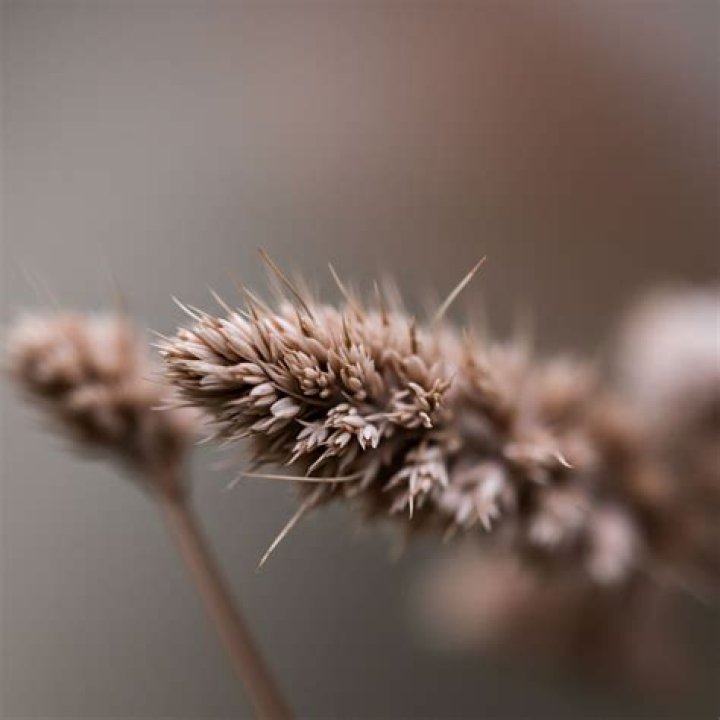 Is there photosynthesis in the Mesopelagic zone