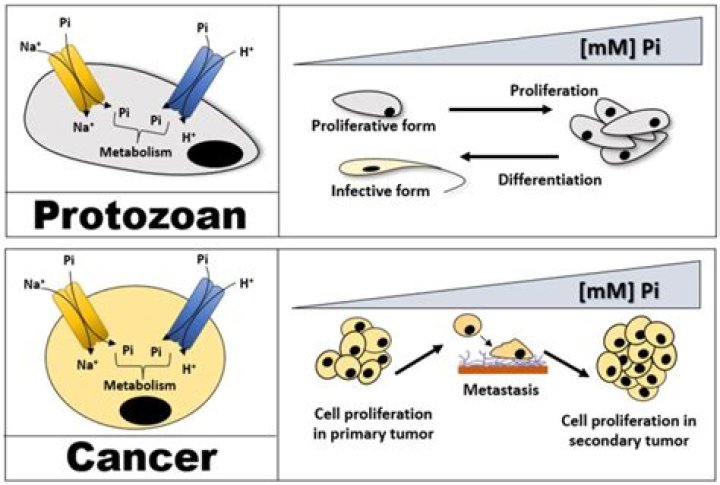 Is tricalcium phosphate cancer causing