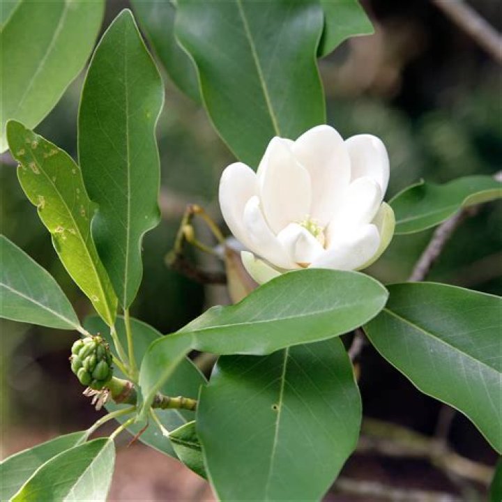 Magnolia virginiana - How To Discuss
