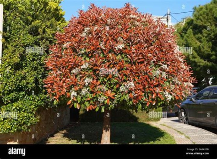Photinia tree - How To Discuss