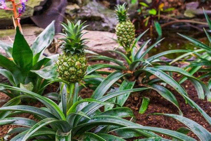 Pineapple seeds - How To Discuss