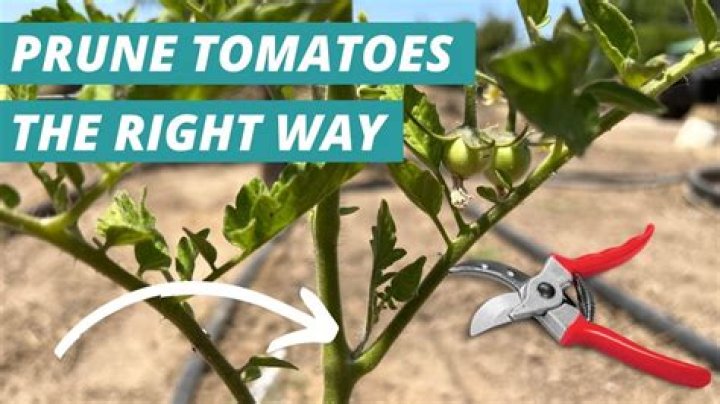 Pruning plants - How To Discuss