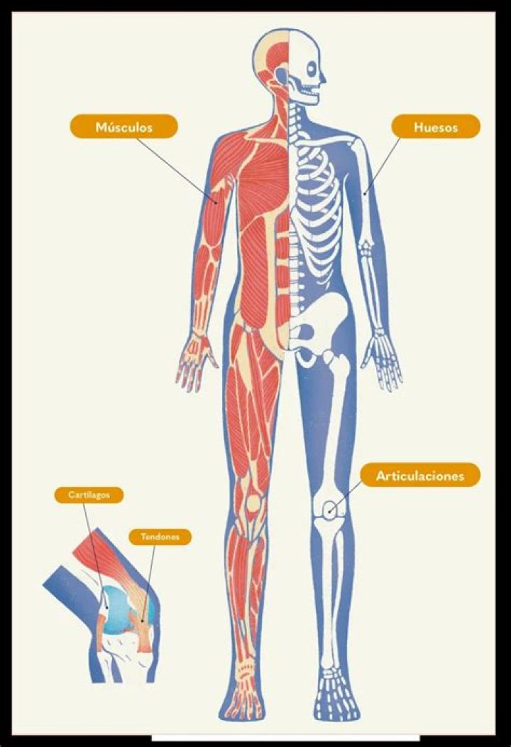 ¿Qué es el aparato locomotor pasivo