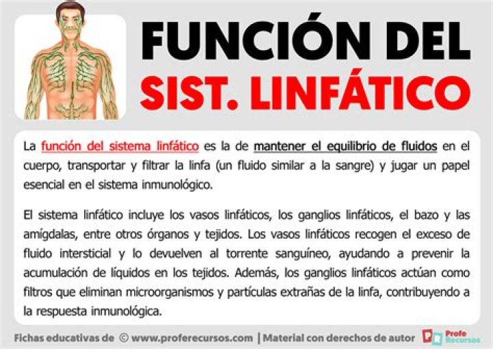 ¿Qué función tiene el tejido linfatico